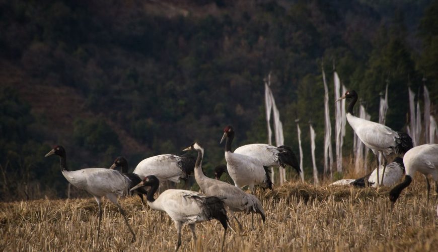 Bhutan Birding Tour