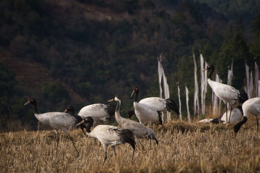 Bhutan Birding Tour